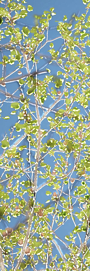 Abstract Painting - Spring Poplars I #1 by Sharon Chandler