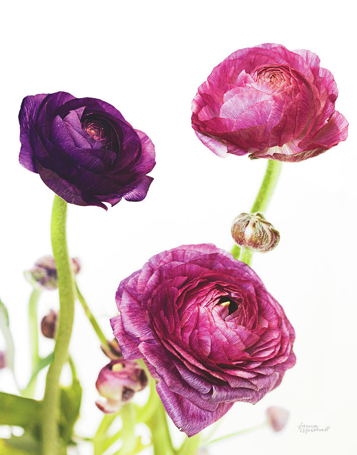 Flower Photograph - Spring Ranunculus V #1 by Laura Marshall