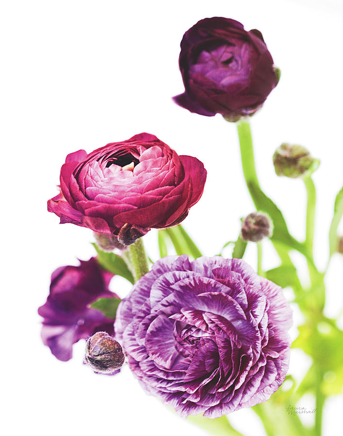 Flower Photograph - Spring Ranunculus Vi #1 by Laura Marshall