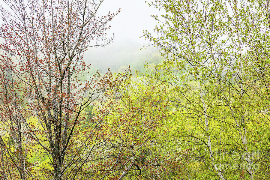 Spring Trees in Acadia #1 Photograph by Susan Cole Kelly
