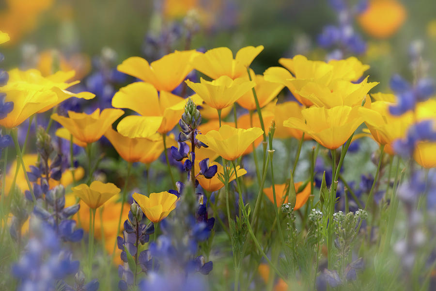 Spring Wildflowers  #1 Photograph by Saija Lehtonen