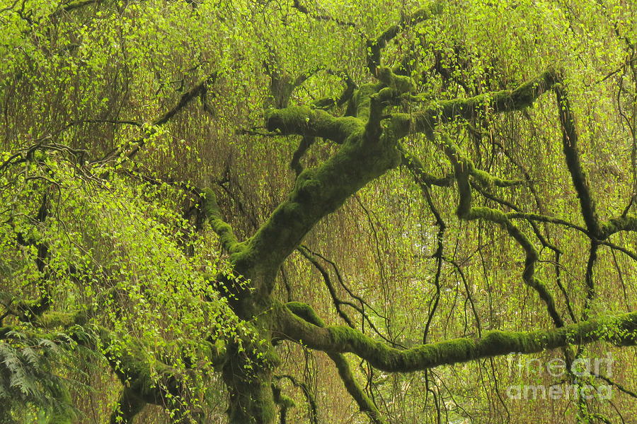 Spring Willow by Frank Townsley Spring Willow by Frank Townsley