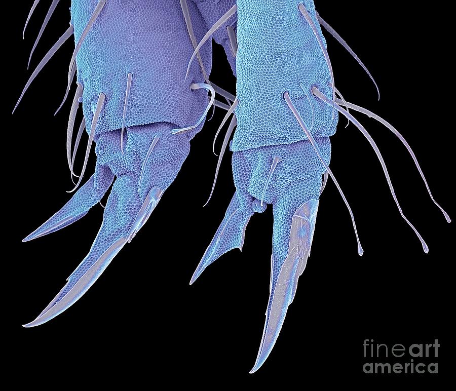 Springtail Claw #1 Photograph by Steve Gschmeissner/science Photo Library