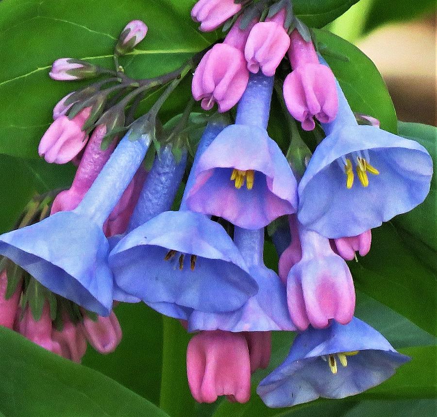Springtime Bluebells  #1 Photograph by Lori Frisch