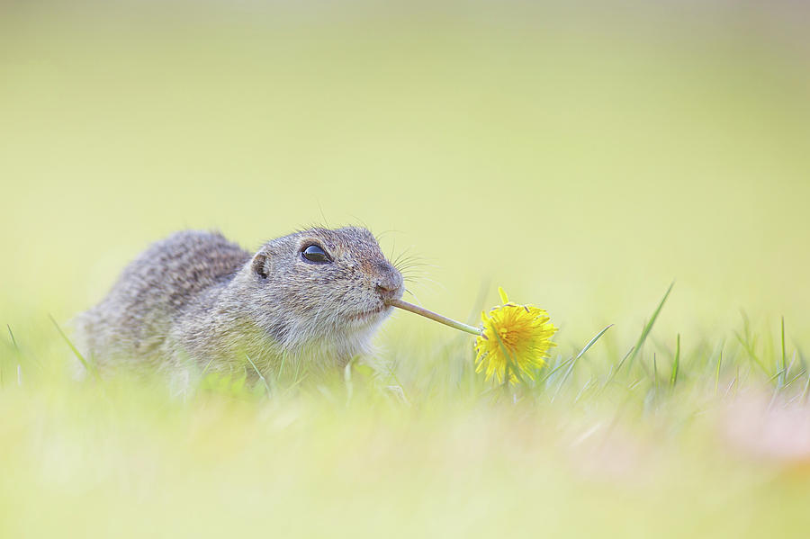 Wildlife Photograph - Springtime #1 by Henrik Spranz