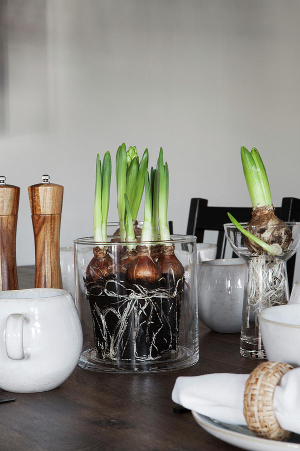 Sprouting Hyacinths Decorating Table #1 Photograph by Hej.hem Interior