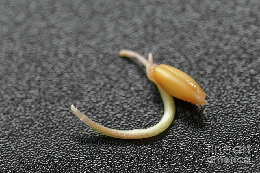 Sprouting Wheat Seed #1 Photograph by Wladimir Bulgar/science Photo Library