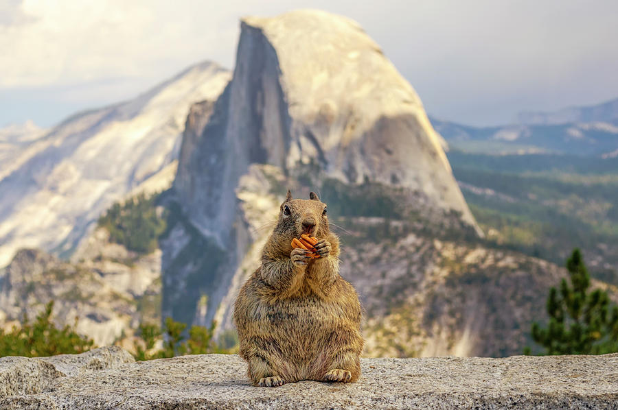 Yosemite National Park Photograph - Squirrel And Half Dome #1 by Joseph S Giacalone