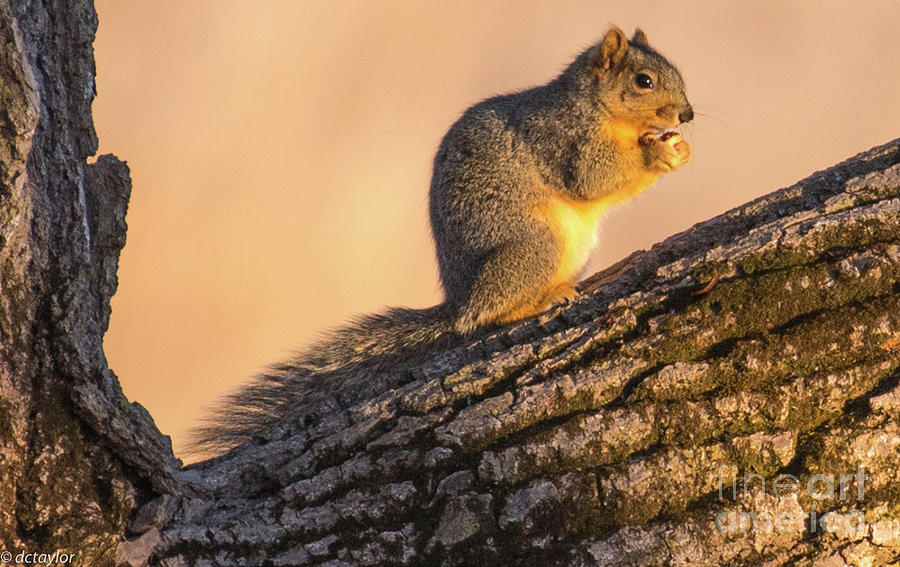 Squirrel #1 Photograph by David Taylor