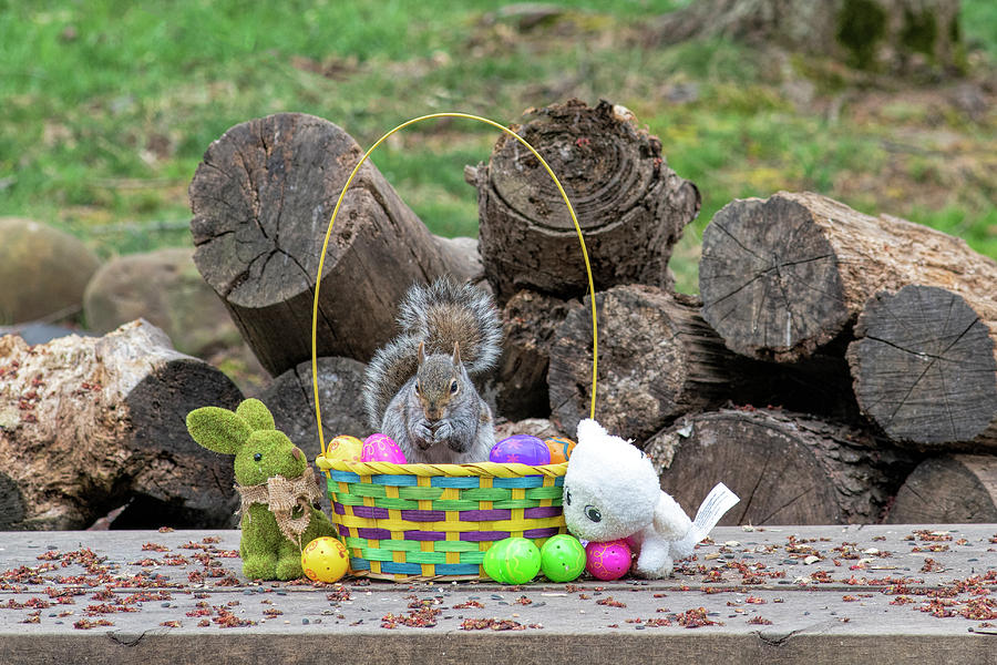 Squirrel eating in Easter basket #1 Photograph by Dan Friend