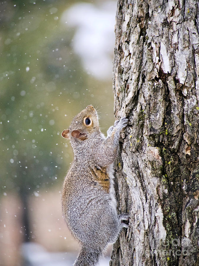 Squirrel with Snowflakes #1 Photograph by Rachel Morrison