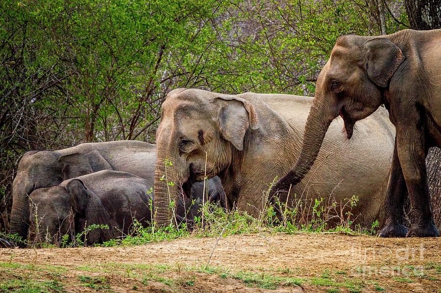 Yala National Park Photograph - Sri Lankan Elephants Drinking by Paul Williams/science Photo Library Yala National Park Photograph - Sri Lankan Elephants Drinking by Paul Williams/science Photo Library