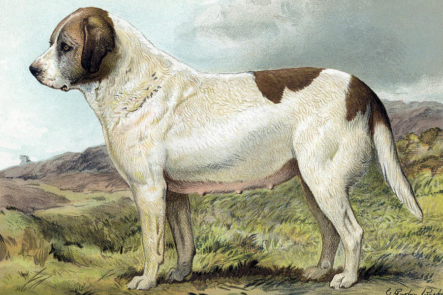Dog Painting - St. Bernard #1 by Vero Shaw
