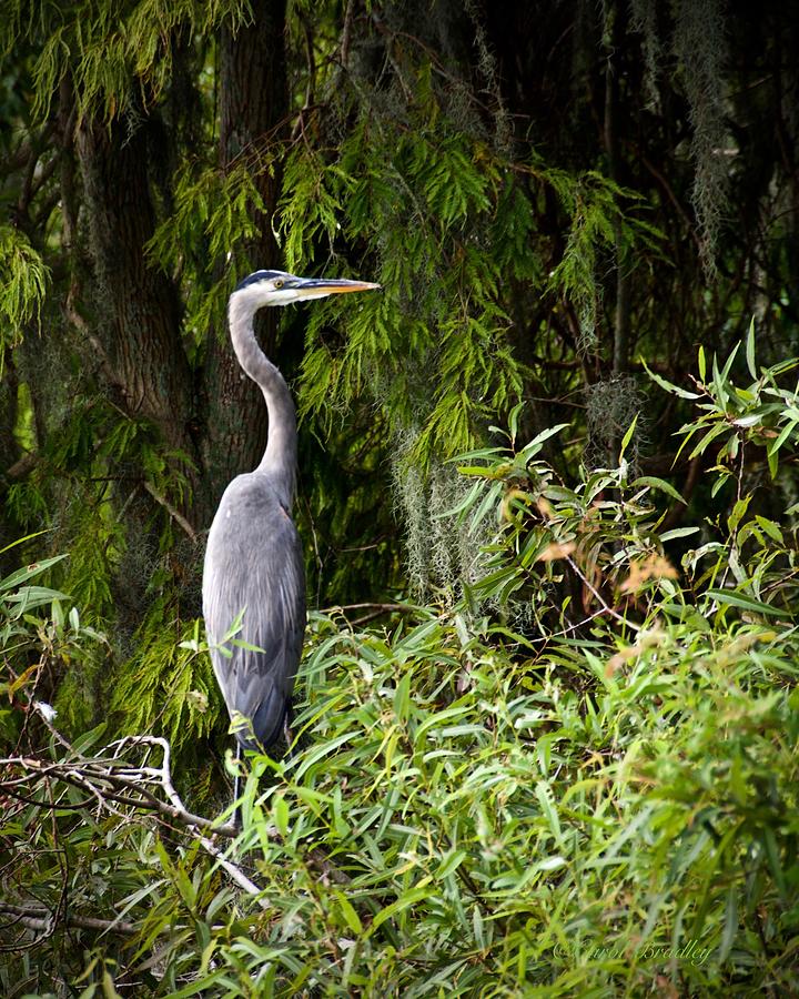 Standing Guard Photograph by Carol Bradley - Fine Art America