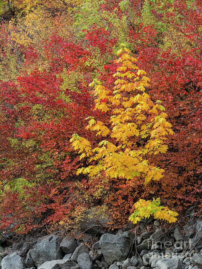 Standing Out by Mike Dawson Standing Out by Mike Dawson