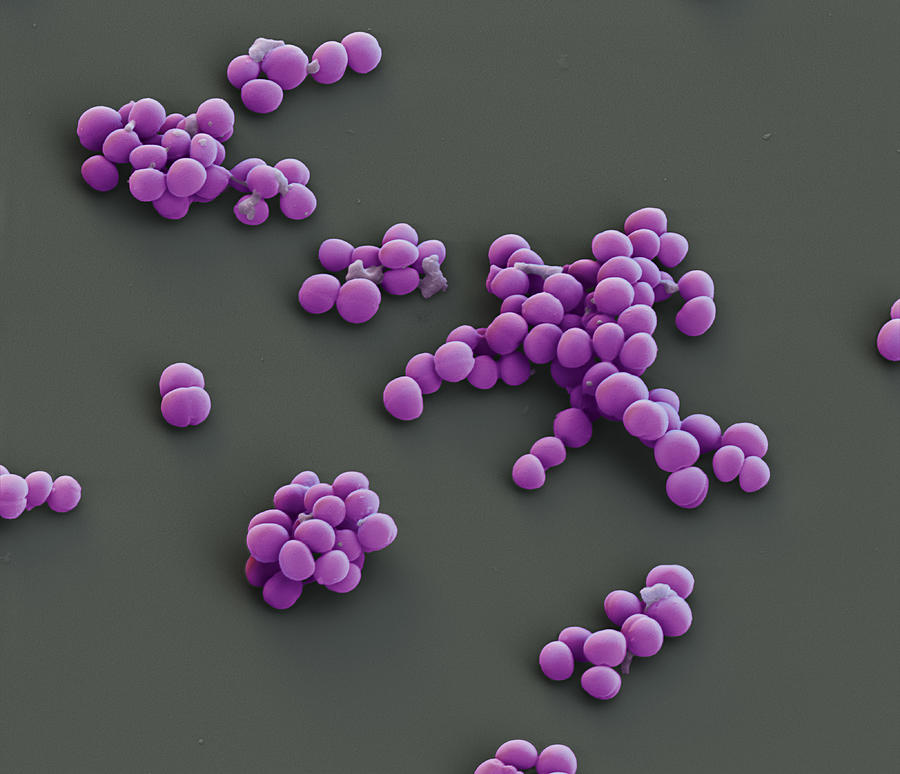 Staphylococcus Pseudintermedius In Dogs | corona.dothome.co.kr