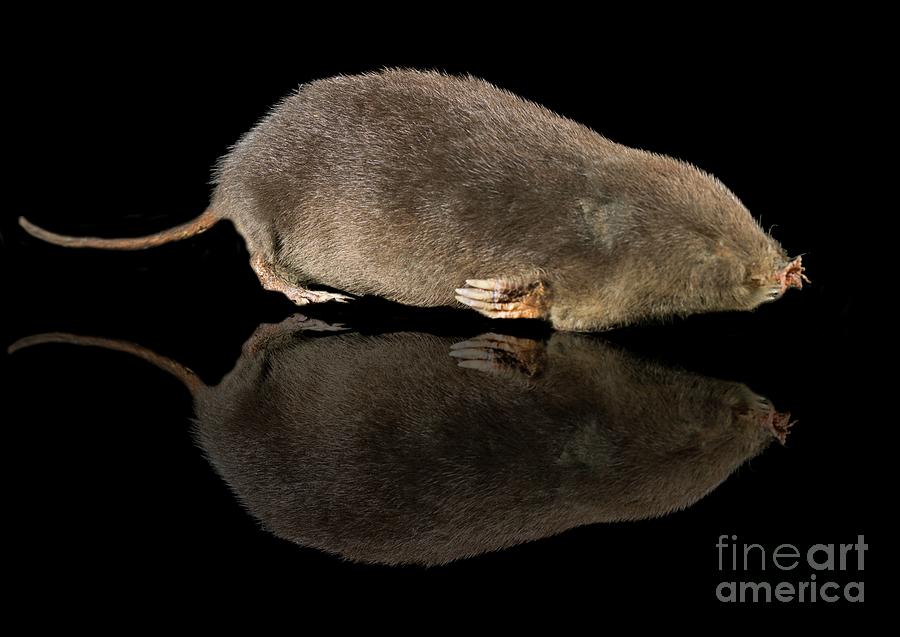 Star-nosed Mole #1 Photograph by Natural History Museum, London/science Photo Library