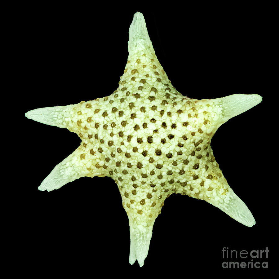 Star Sand Foraminifera Photograph by Gerd Guenther/science Photo Library