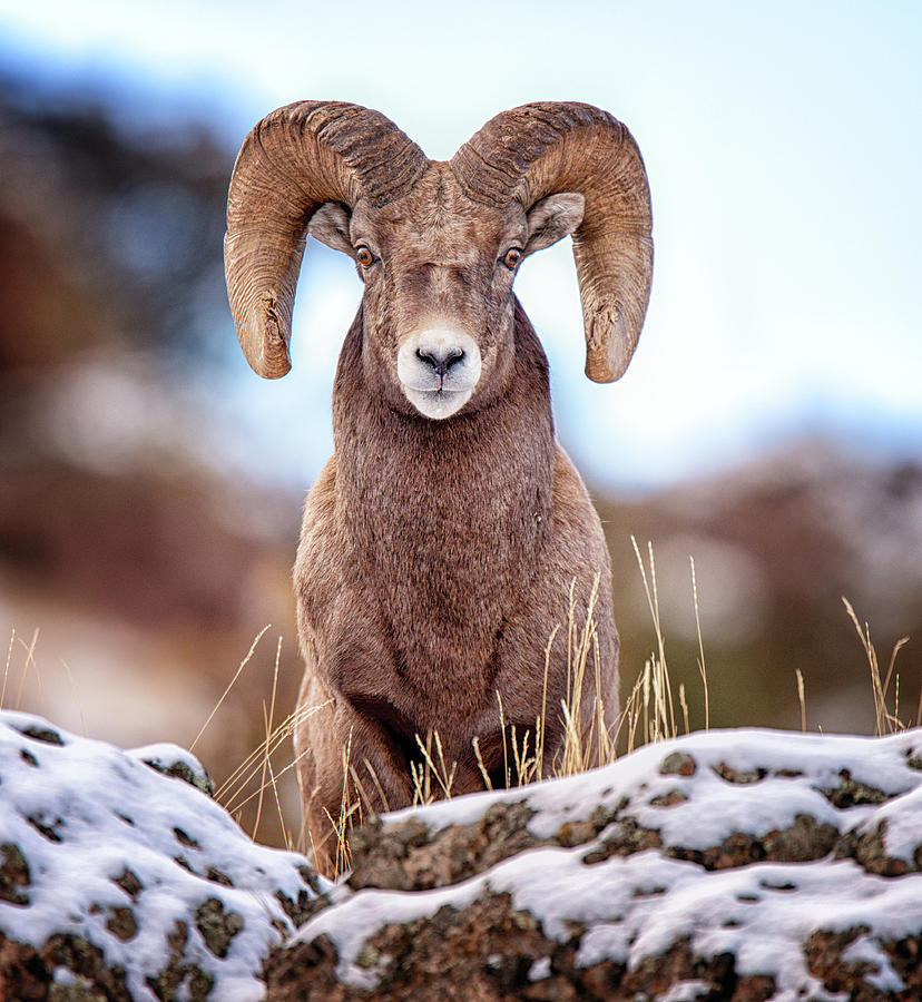 Stare Down #1 Photograph by Lorraine Logan - Fine Art America