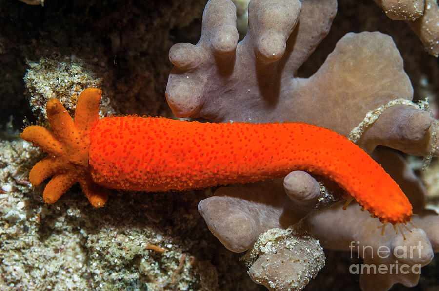 Animal Photograph - Starfish Arm Regenerating #1 by Georgette Douwma/science Photo Library