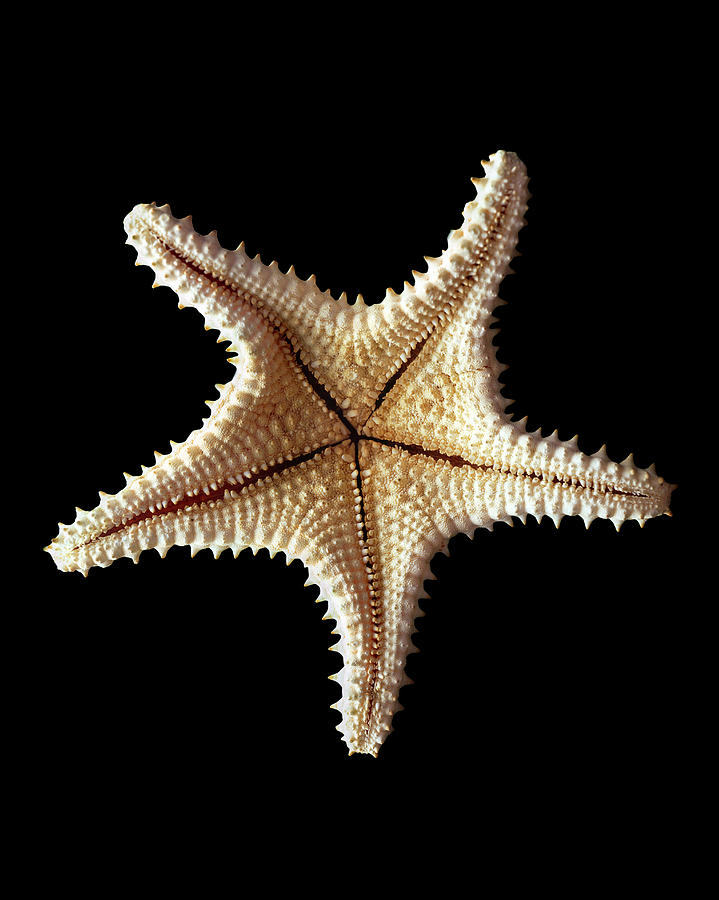 Starfish Skeleton, Close-up #1 Photograph by Gavin Kingcome/spl