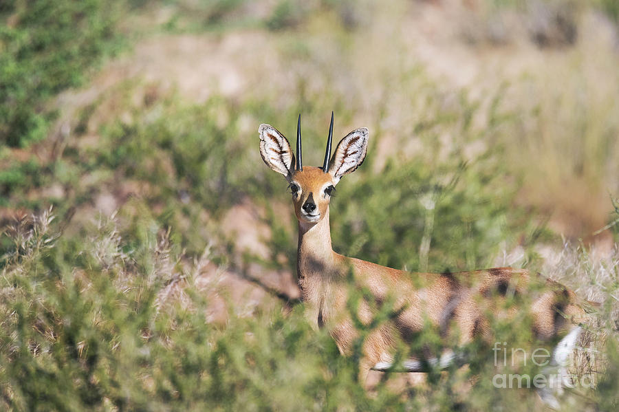 Nature Photograph - Steenbok #1 by Dr P. Marazzi/science Photo Library