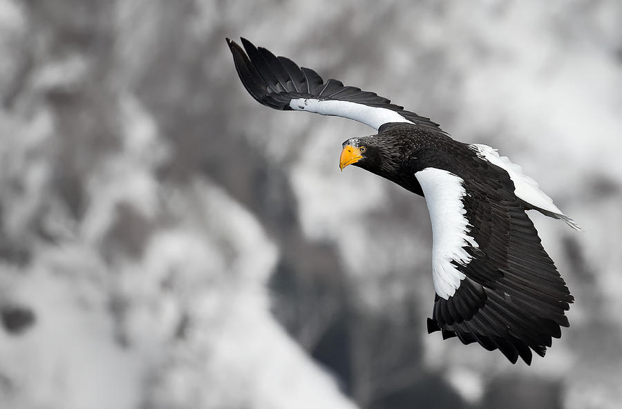 Stellars Sea-eagle #1 Photograph by C.s. Tjandra