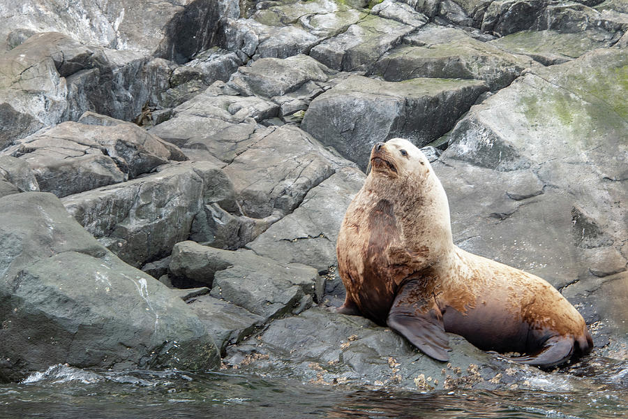 Steller Sea Lion Photograph by Canadart -