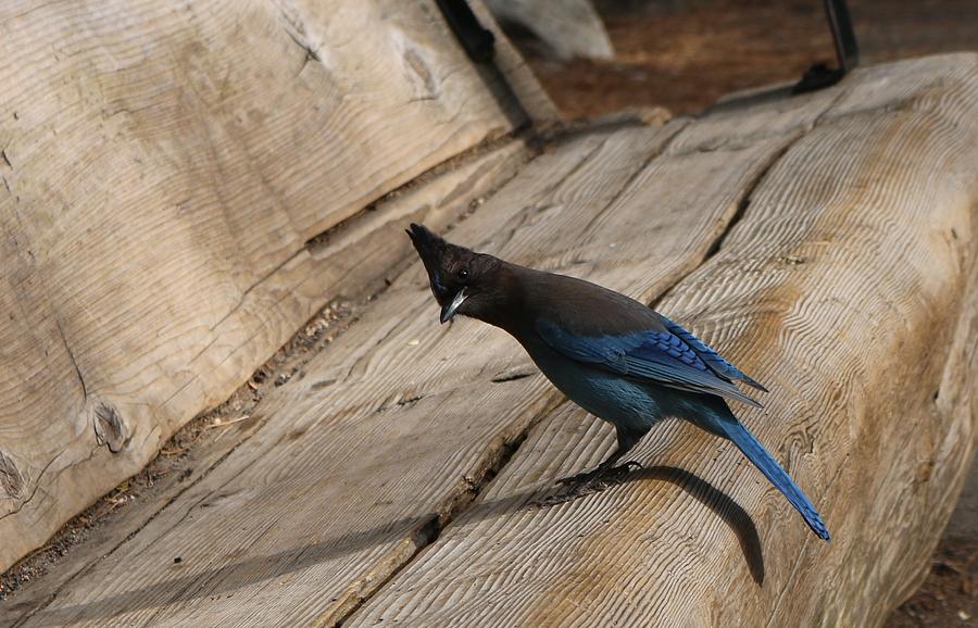 Stellers Jay  #1 Photograph by Christy Pooschke