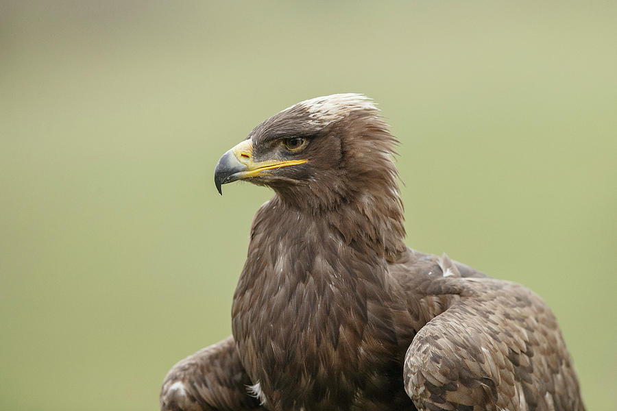 Steppe Eagle Photograph - Steppe Eagle Aquila Nipalensis #1 by Sarah Darnell