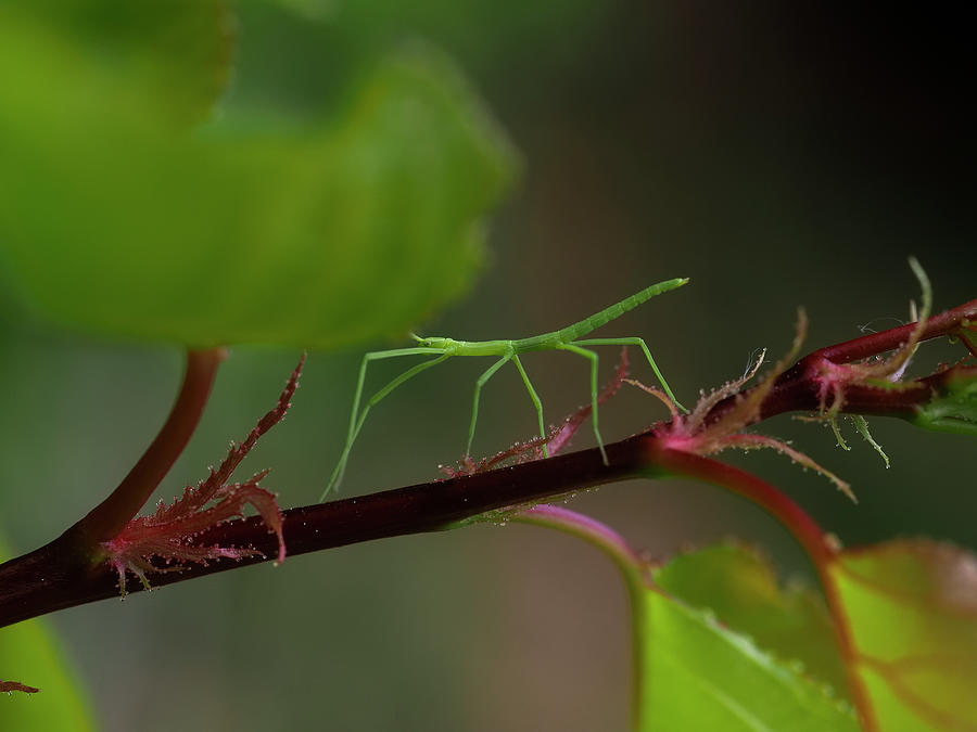 Stick Bug On Apricot Leaf #1 Photograph by Rubén Duro Perez