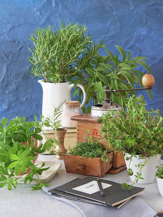 Still Life With Different Fresh Culinary Herbs #1 Photograph by Hsfoto