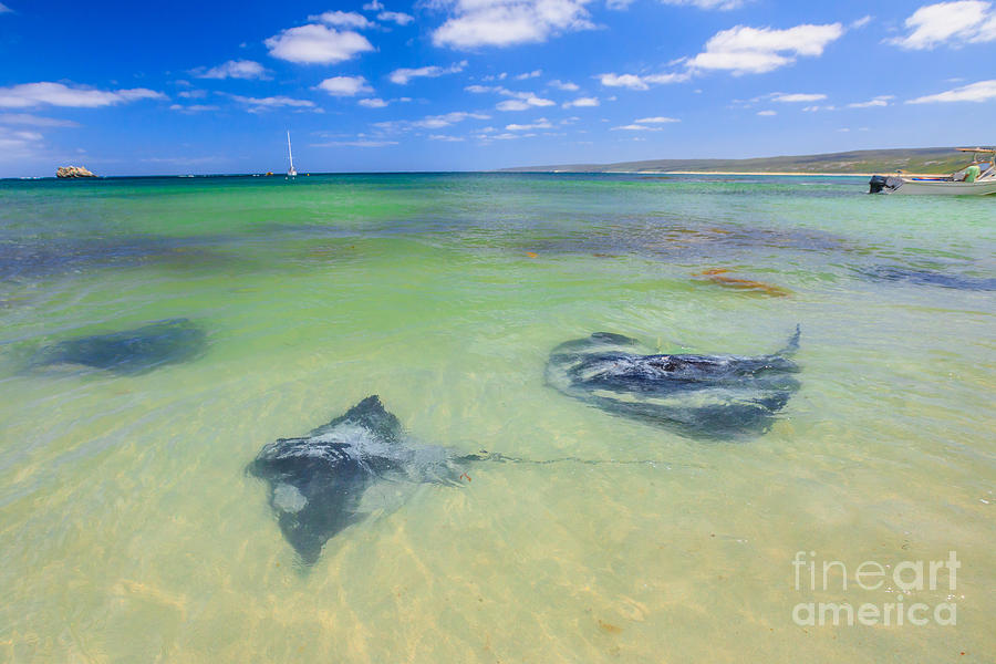 Sting rays in Hamelin Bay #1 Photograph by Benny Marty