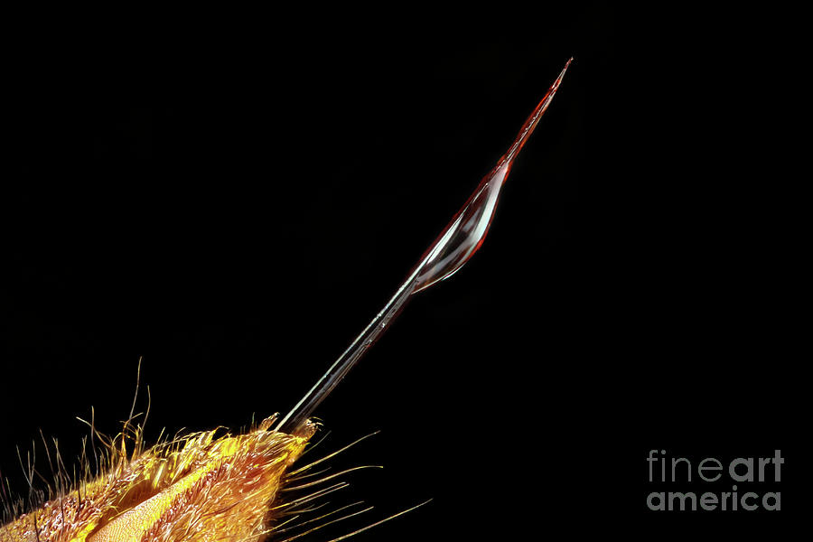 Stinger Of An Asian Hornet #1 Photograph by Nicolas Reusens/science Photo Library