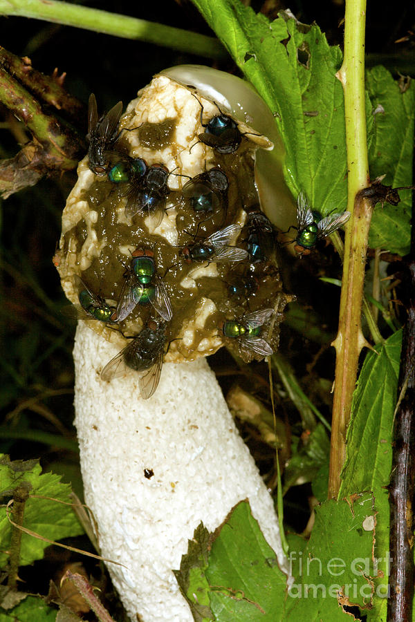 Phallus Impudicus Photograph - Stinkhorn Fungus by Dr Keith Wheeler/science Photo Library Phallus Impudicus Photograph - Stinkhorn Fungus by Dr Keith Wheeler/science Photo Library