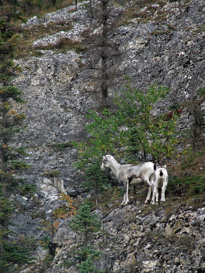 Stone Sheep 2009091703509 Photograph by Robert Braley