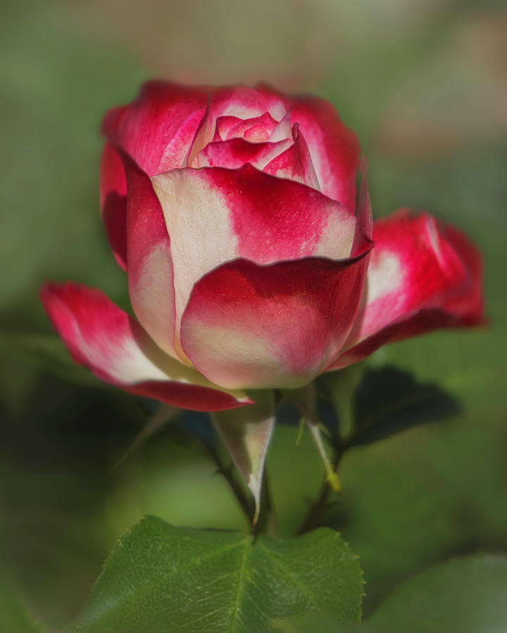 Stop and Smell the Roses by TL Wilson Photography by Teresa Wilson Stop and Smell the Roses by TL Wilson Photography by Teresa Wilson