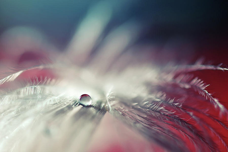 Feather Photograph - Stories Of Drops #1 by Dmitry Doronin