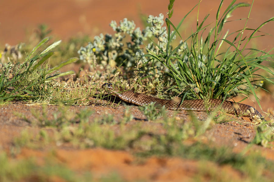 Wildlife Photograph - Strap-snouted Brown Snake On Ground.? William Creek Road #1 by Doug Gimesy / Naturepl.com