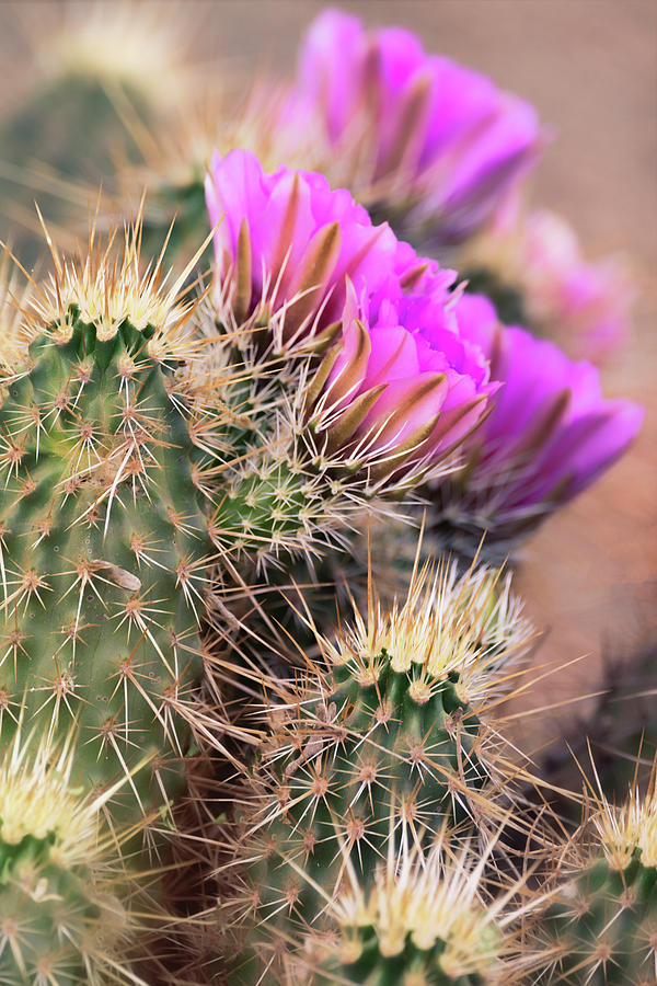 Strawberry Hedgehog Cactus  #1 Photograph by Saija Lehtonen