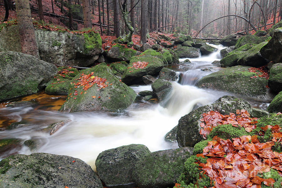 Stream in the autumn forest #1 Photograph by Michal Boubin