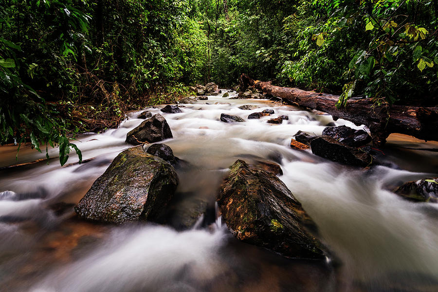 Stream in the forest #1 Photograph by Vishwanath Bhat