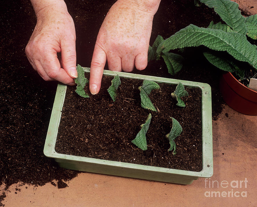 Streptocarpus Propagation Photograph by Geoff Kidd/science Photo ...