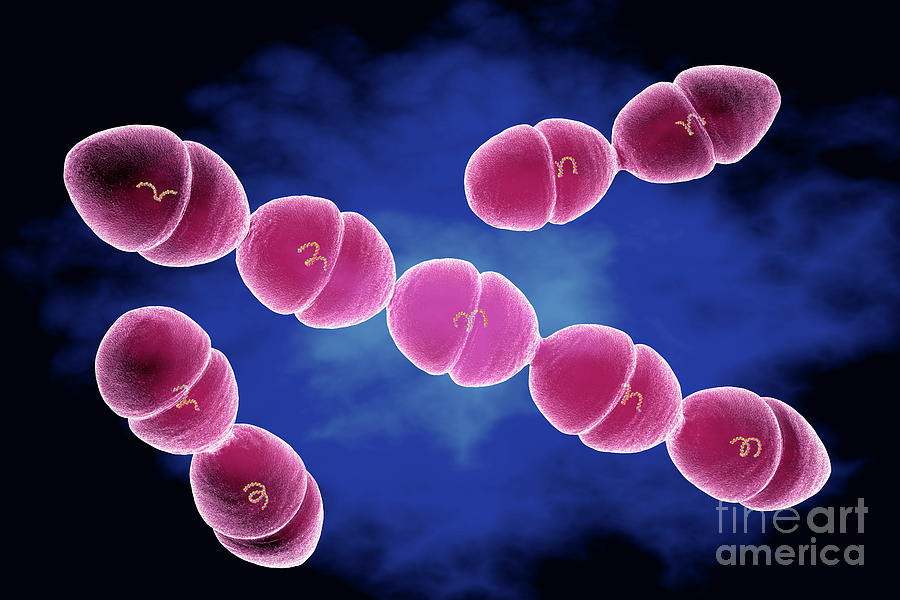 Streptococcus Mutans Bacteria Photograph By Roger Harrisscience Photo