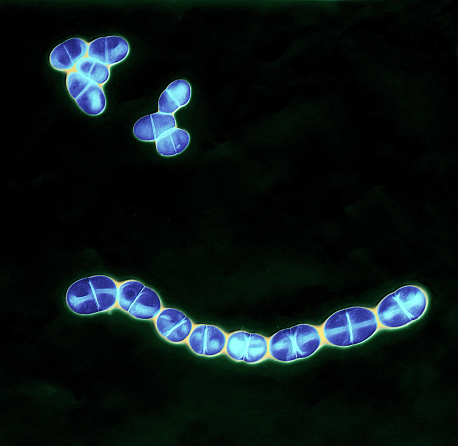 Streptococcus Mutans #1 Photograph by Meckes/ottawa