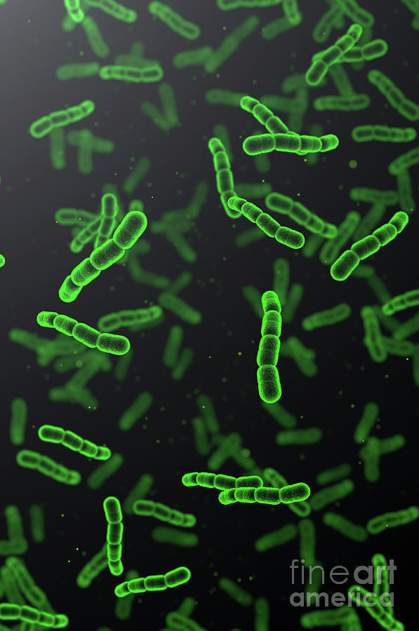 Streptococcus Pneumoniae Bacteria #1 Photograph by Jesper Klausen/science Photo Library
