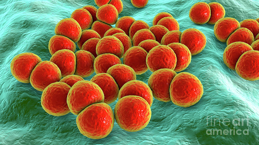 Streptococcus Pneumoniae Bacteria Photograph By Kateryna Konscience Photo Library Pixels 2396