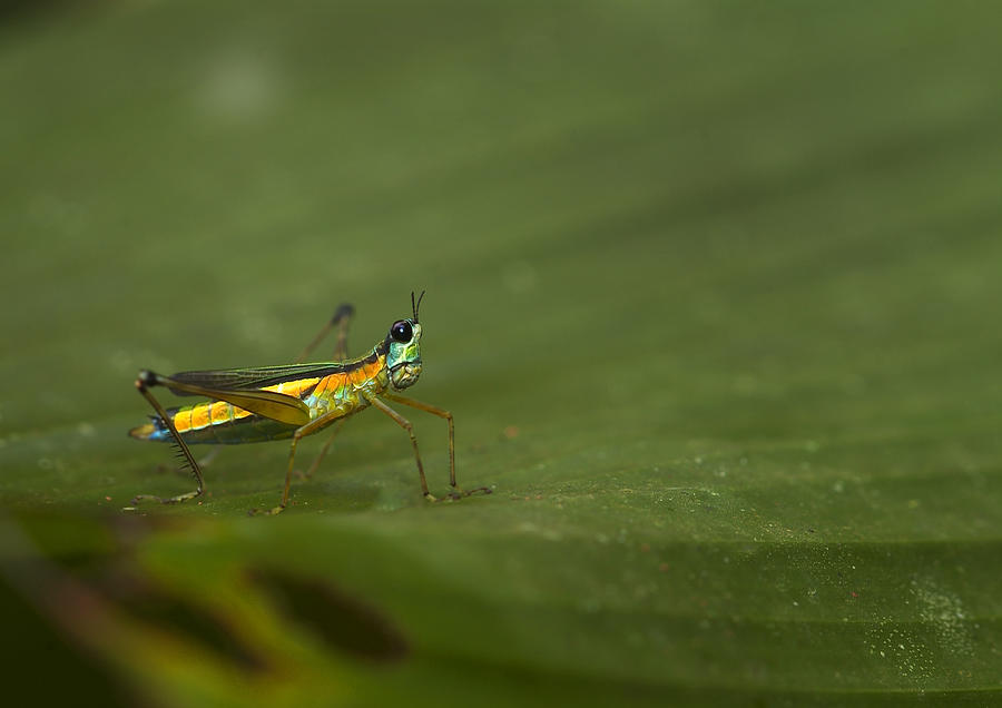 Striped Airplane Grasshopper #1 Photograph by Michael Lustbader