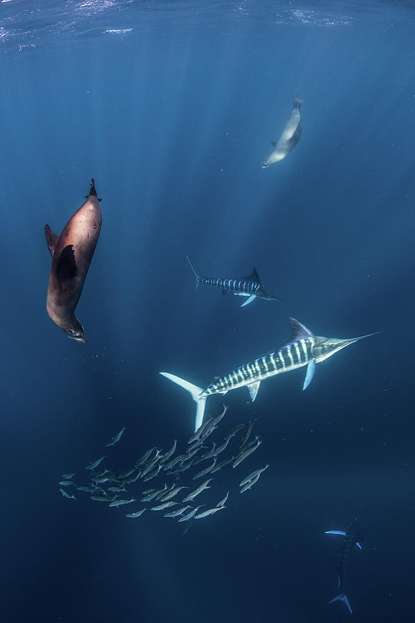 Wildlife Digital Art - Striped Marlin Hunting Mackerel And Sardines, Joined By Sea Lions #1 by Rodrigo Friscione