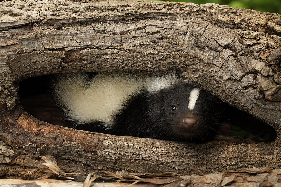 Striped Skunk In Tree Hollow, Ithaca, New York #1 Photograph by John ...